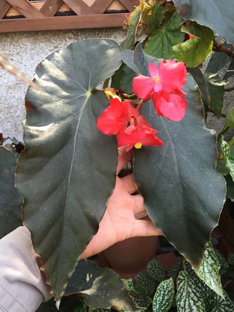 B. ‘Standarl "The Begonia"’